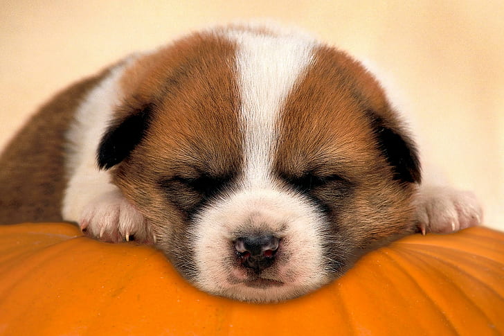 Anak anjing yang tidur lucu, sedang tidur, anak anjing, hewan lucu, Wallpaper HD