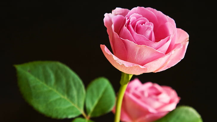 Blumen, 2560x1440, Natur, Niedlich, Desktop, Cool, Hintergrund, BEST, Rose Background, HD-Hintergrundbild