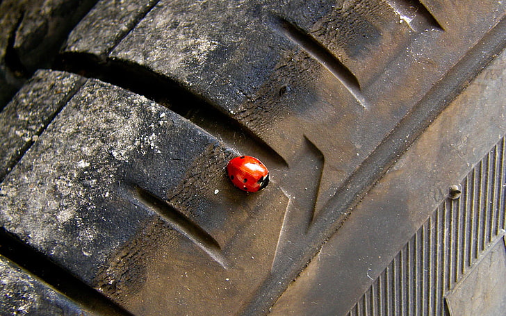 joaninha vermelha e preta, joaninhas, pneus, inseto, HD papel de parede