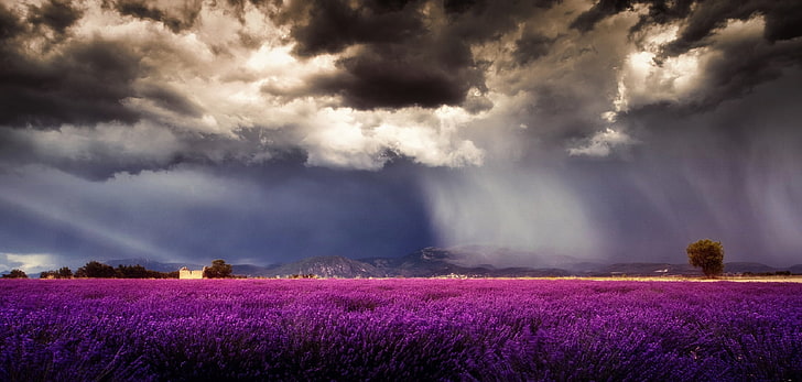 поле, цветы, небо, облака, лаванда, дождь, HD обои
