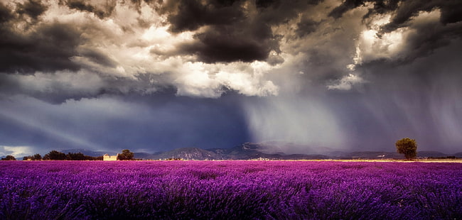 поле, цветя, небе, облаци, лавандула, дъжд, HD тапет HD wallpaper