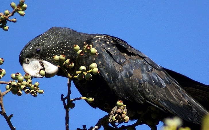 vogel, papagei hintergründe, schwarz, äste, baum, schnabel, herunterladen 3840x2400 Vogel, HD-Hintergrundbild