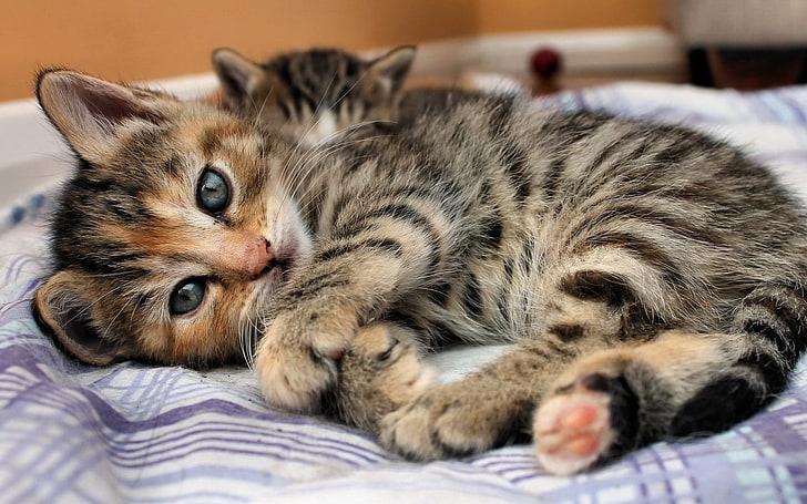 серый и коричневый полосатый котенок, кот, котята, HD обои