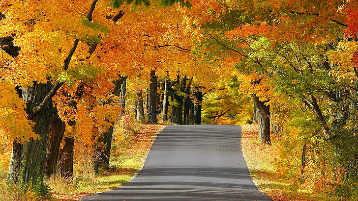 秋の道、灰色のコンクリート道路、自然、葉、草、色、木、森、日光、道路、秋、自然と風景の近くのオレンジと黄色の葉の植物、 HDデスクトップの壁紙