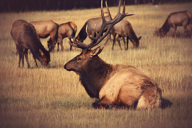 animal, wildlife, bull, mammal, male, field, elk, park, HD wallpaper