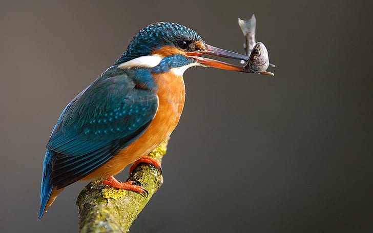 Kingfisher улов на риба, синьо оранжево бяла птица, Kingfisher, улов, риба, HD тапет