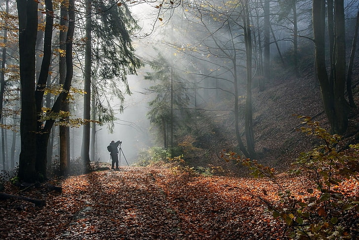 човек в гората през деня, слънчева светлина, пътека, мъгла, гора, фотограф, слънчеви лъчи, дървета, падане, листа, планини, храсти, HD тапет