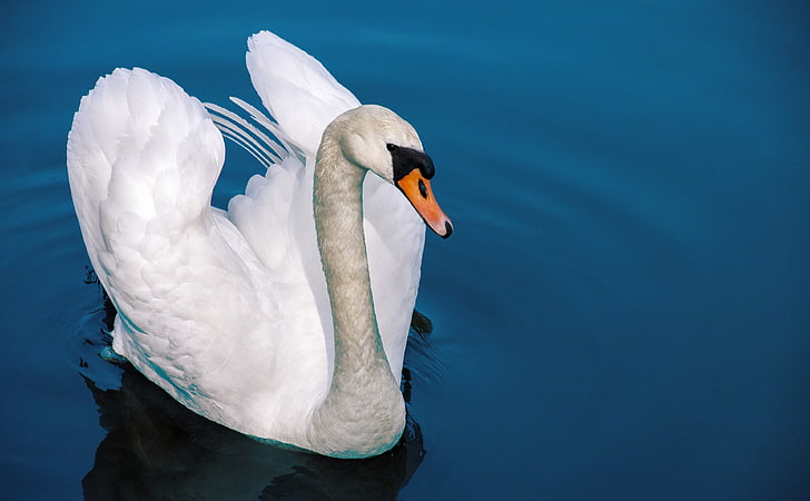 Swan, white and gray goose, Animals, Birds, Blue, Beautiful, White, Bird, Swan, Water, HD wallpaper