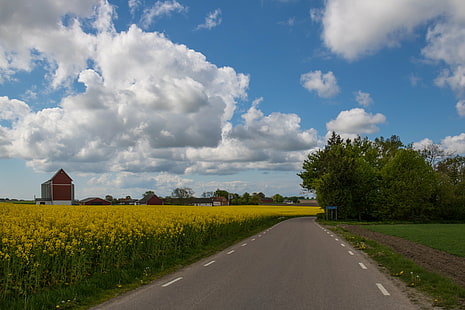 empty street near fklower field under white clouds and blue sky, Yellow, field, empty, street, white clouds, blue sky, Raps, canola, countryside, fält, landscape, landskap, rape seed, road, väg, exif, model, canon eos, 760d, aperture, ƒ / 11, geo, country, camera, iso_speed, focal_length, mm, geo:location, lens, ef, s18, f/3.5, state, city, canon, rural Scene, nature, agriculture, farm, sky, summer, outdoors, cloud - Sky, blue, scenics, HD wallpaper HD wallpaper