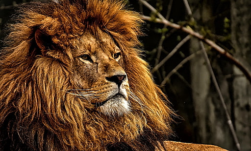 kebun binatang, singa, besar, surai, jantan, kucing, predator, berbahaya, Wallpaper HD HD wallpaper