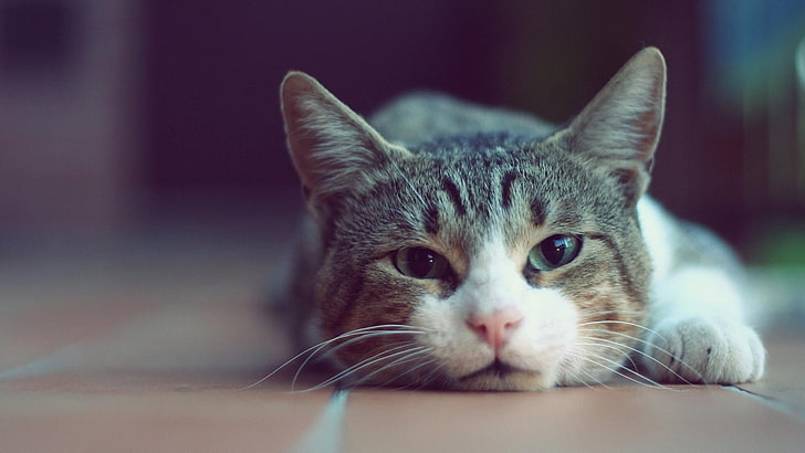 cat, awsome, cool, amazing, eyes, ears, cats, HD wallpaper