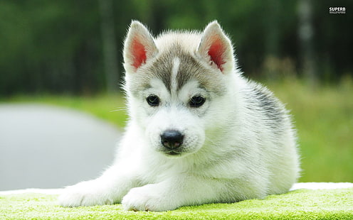 愛らしいハスキー子犬、クロテンシベリアンハスキー子犬、ハスキー、子犬、甘い、かわいい、愛らしい、貴重な、動物、動物、 HDデスクトップの壁紙 HD wallpaper