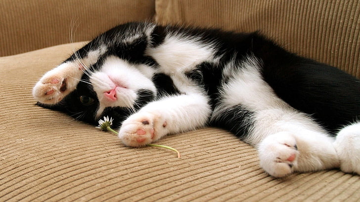 short-coated black and white kitten, cat, sleep, dog, spotted, lying, feet, HD wallpaper