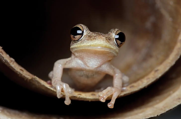 Frosch, Tiere, schwarze Augen, Amphibien, HD-Hintergrundbild