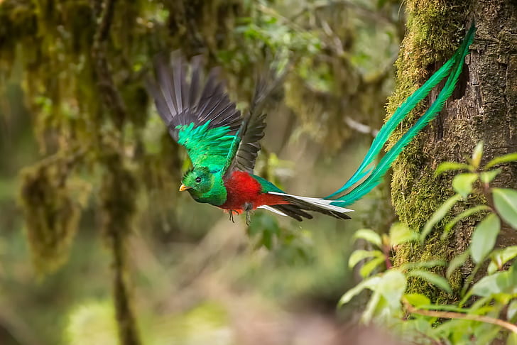 feathers, tail, flight, Quezal, Quetzal, Pharomachrus mocinno, HD wallpaper