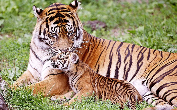 Tiger & Baby Tiger, two tigers, baby, tiger, tigers, HD wallpaper