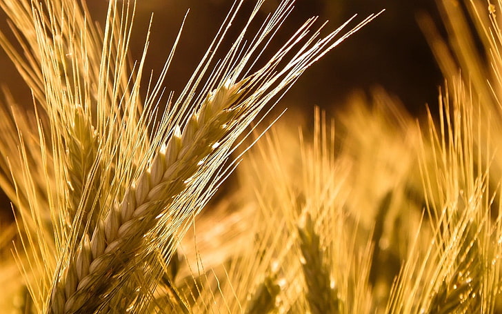 wheat grains, ears of corn, rye, yellow, ripe, HD wallpaper