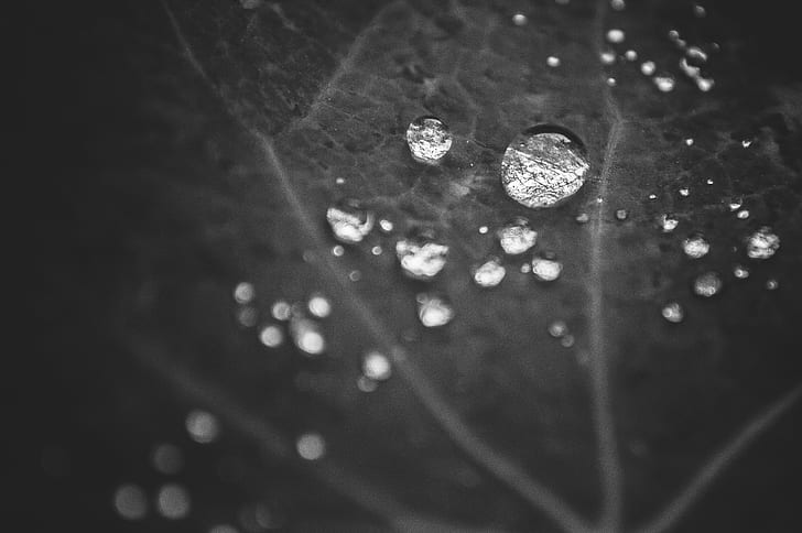 Espejos, Explored, untitled, droplet, Espejos, Explored, untitled, droplet, macro, gota, agua, black and white, blanco y negro, lluvia, moody, drop, nature, rain, regendrop, leaf, close-up, wet, dagg, bakgrunder, abstrakt, HD tapet
