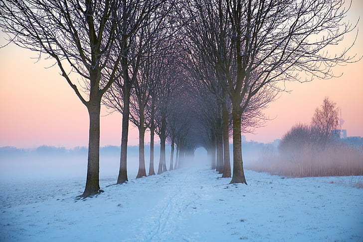 snow with trees during golden hour, OuderAmstel, snow, trees, golden hour, polder, winter, mist, bomen, perspectief, nederland, Noord-Holland, Fujifilm, XE, polarize, landscape, sunrise, early  morning, tree, nature, frost, forest, season, cold - Temperature, fog, outdoors, weather, HD wallpaper