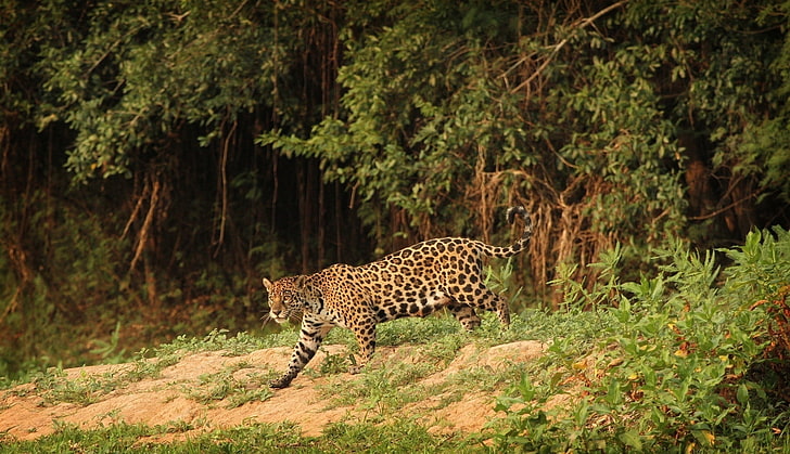 leopardo adulto, onça-pintada, gato selvagem, predador, HD papel de parede