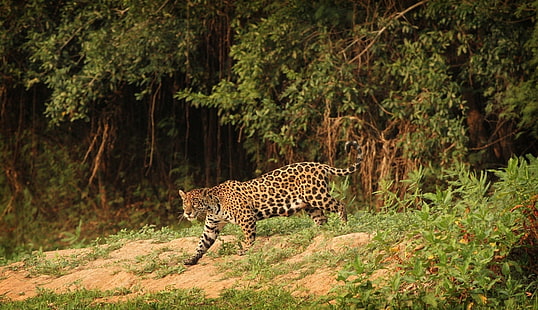 взрослый леопард, ягуар, дикая кошка, хищник, HD обои HD wallpaper
