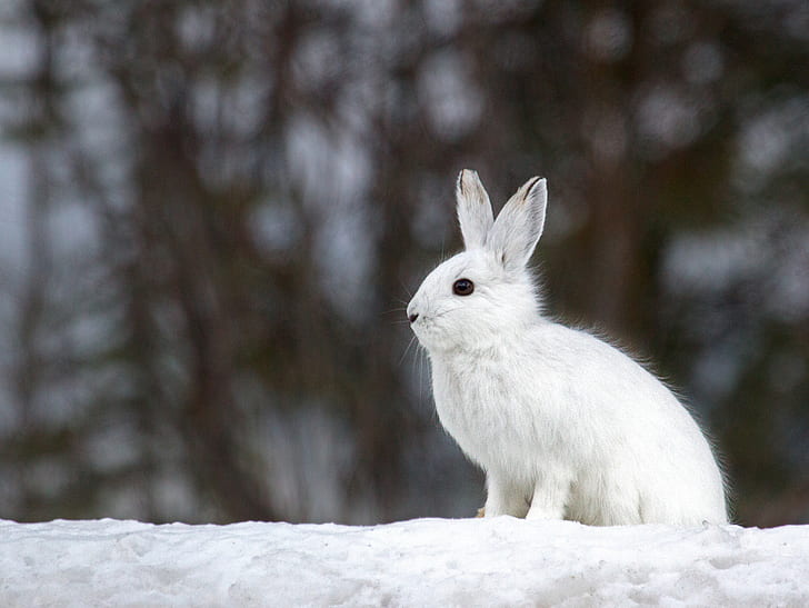 winter, white, snow, background, hare, blur, HD wallpaper