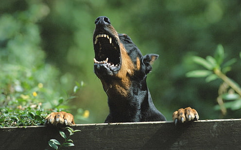 angry doberman pinscher dog, HD wallpaper HD wallpaper