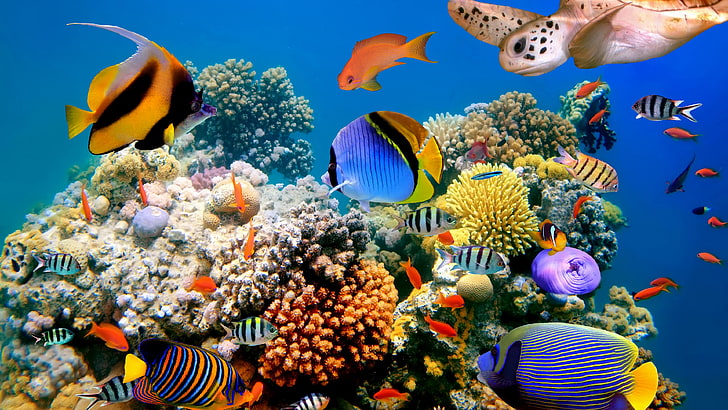 Korallenbild, HD-Hintergrundbild