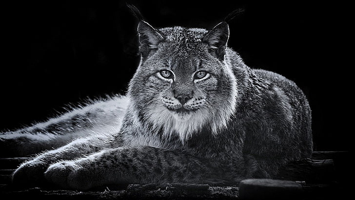 Kucing, Lynx, Wallpaper HD