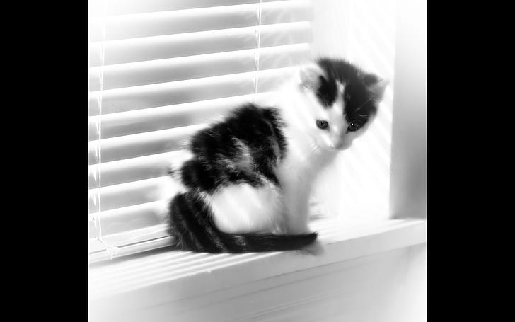 Fuzzy Window Kitten, black-and-white short fur kitten, kitten, window, fuzzy, black and white, animals, HD wallpaper