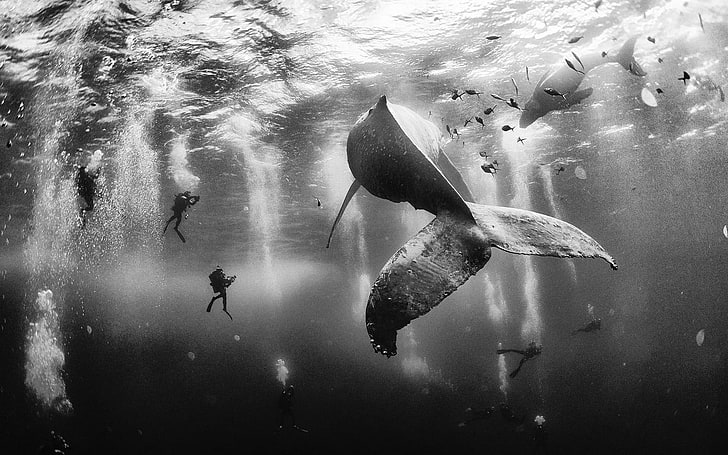 gråskalefoto av djur, gråskalefotografering av svart fisk under vattnet, val, dykning, svartvit, under vattnet, bubblor, människor, fisk, hav, HD tapet