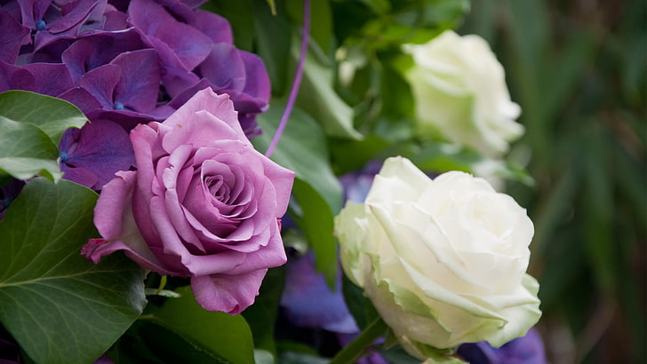 pink and white flowers, roses, hydrangea, flowers, soft, white, purple, blue, HD wallpaper