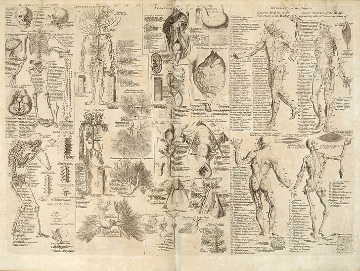 papel de impressora do corpo humano, Artístico, Anatomia, HD papel de parede