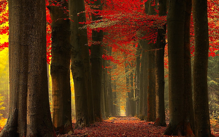 nature, paysage, automne, forêt, feuilles, rouge, brume, arbres, chemin, lumière du soleil, jaune, Fond d'écran HD