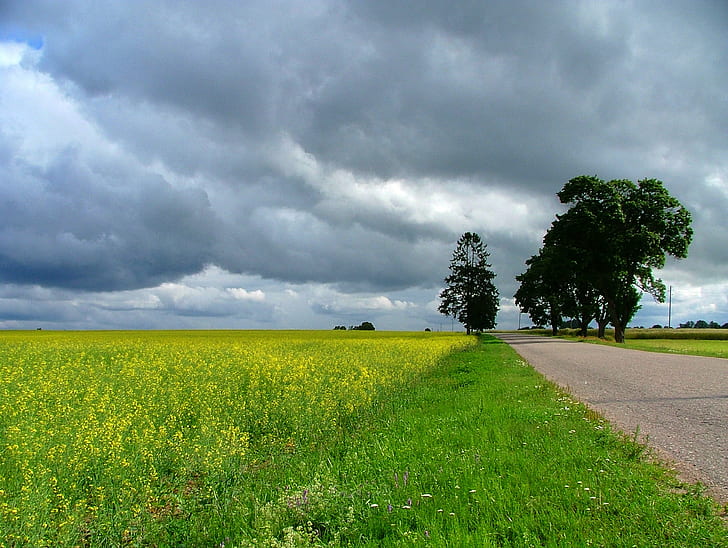 green leafed tree on green grass near road, tree, green grass, road, blue, clouds, cloudy, colors, day, destination, flower, green  harvest, hiking, holidays, landscape, latvia, nature, outdoor, tourist, trails, travel, yellow, walk, rural Scene, agriculture, field, summer, meadow, sky, cloud - Sky, outdoors, grass, green Color, farm, HD wallpaper