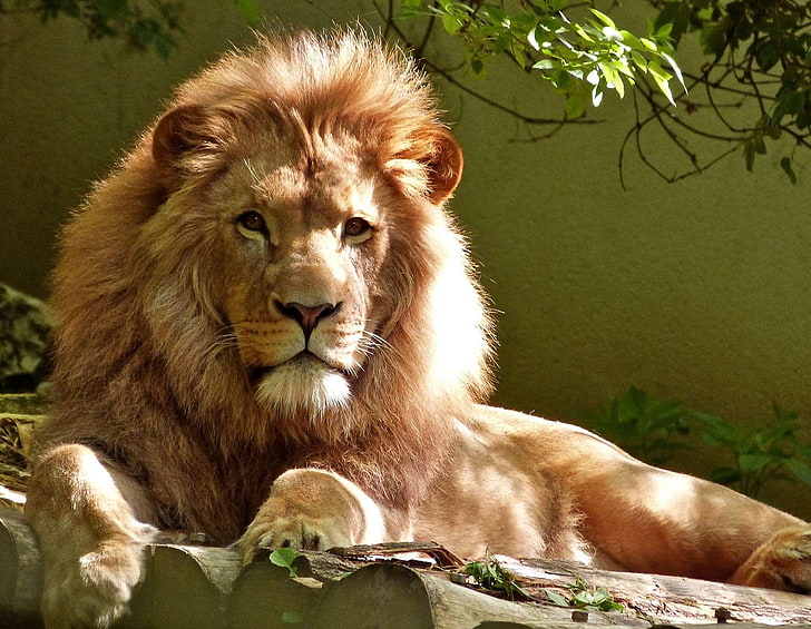 grande, gran gato, carnívoro, felino, pelaje, furioso, selva, rey de la selva, león, majestuoso, mamífero, melena, retrato, depredador, descansando, safari, animal salvaje, vida silvestre, zoológico, Fondo de pantalla HD