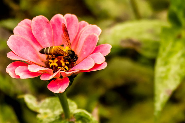 pink petaled flower, honey bee, honey bee, Honey Bee, Flower, pink, bee  Honey, SIMS Park, Samsung NX100, Samsung NX, Samsung  NX100, Kumaravel, Crop, Close up, DOF, Bokeh, NGC, nature, bee, insect, plant, petal, pollen, summer, pollination, close-up, yellow, HD wallpaper