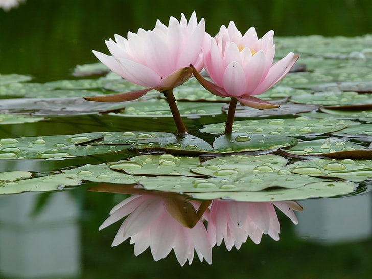 two pink lotus flowers, lily, water lilies, water, leaves, quiet, reflection, drop, HD wallpaper