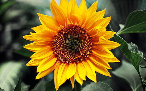 Just Sunflower, yellow, plants, nature, HD wallpaper HD wallpaper