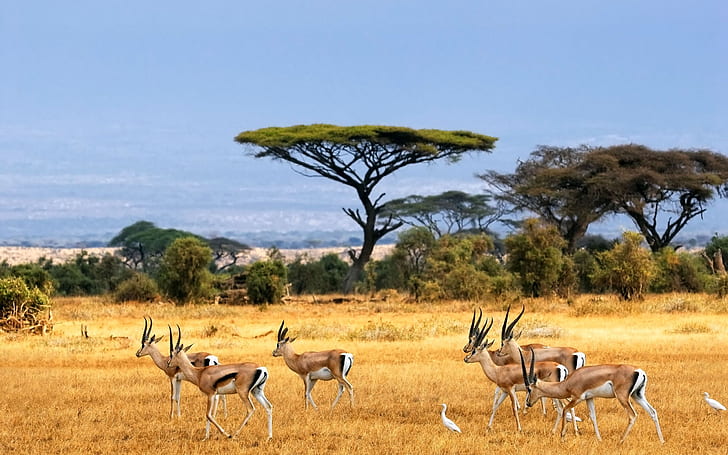 Антилопы, саванна, африканский пейзаж, сафари, антилопы, HD обои