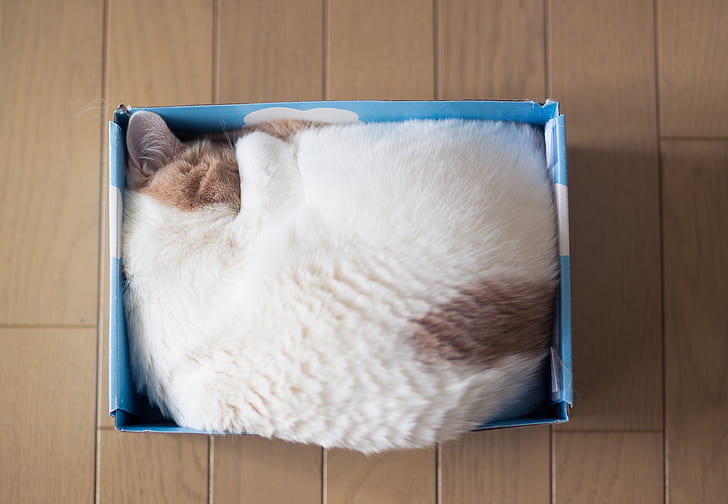 cat, box, sleeping, the view from the top, Ben Torode, Hannah, Benjamin Torode, HD wallpaper