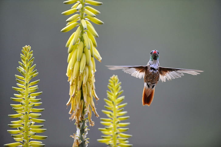 Amazilia Kolibri, der auf einer Agaven-Blume einzieht Peru, weißer und brauner Vogel, gelbe Blume, Agavenblume, Peru, amazilia Kolibri, Kolibri, Vogel, niedlich, Tiere, HD-Hintergrundbild