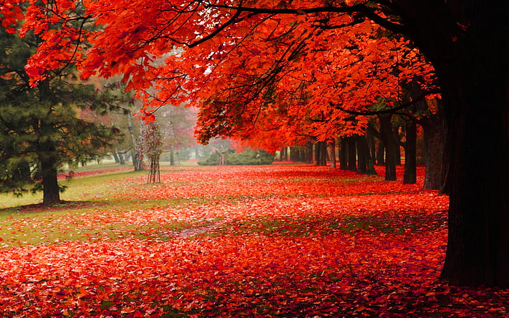 Doğa manzarası, park, sonbahar, kırmızı yapraklar, kiraz çiçekleri, Doğa, Manzara, Park, Sonbahar, kırmızı, yeşillik, HD masaüstü duvar kağıdı