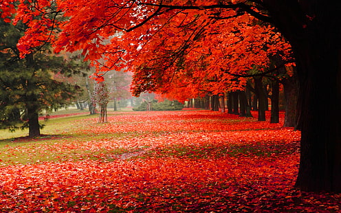 Doğa manzarası, park, sonbahar, kırmızı yapraklar, kiraz çiçekleri, Doğa, Manzara, Park, Sonbahar, kırmızı, yeşillik, HD masaüstü duvar kağıdı HD wallpaper