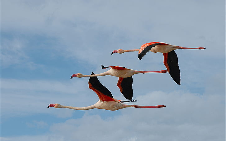 Flamingo sincronizado gelo elegância em vôo trio bonito Hd Wallpaper, HD papel de parede