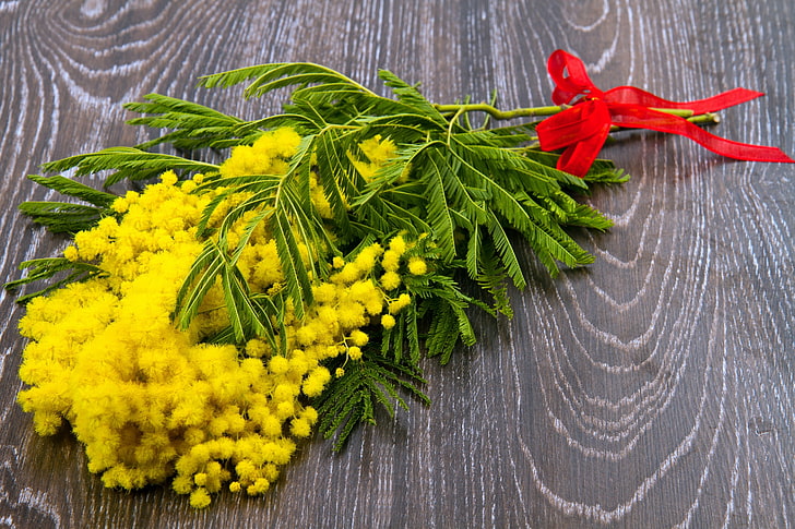 yellow acacia flowers, background, bouquet, bow, yellow Mimosa, HD wallpaper