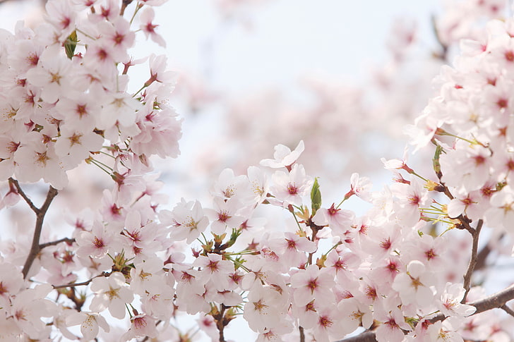 flores de cerezo hd, Fondo de pantalla HD | Wallpaperbetter