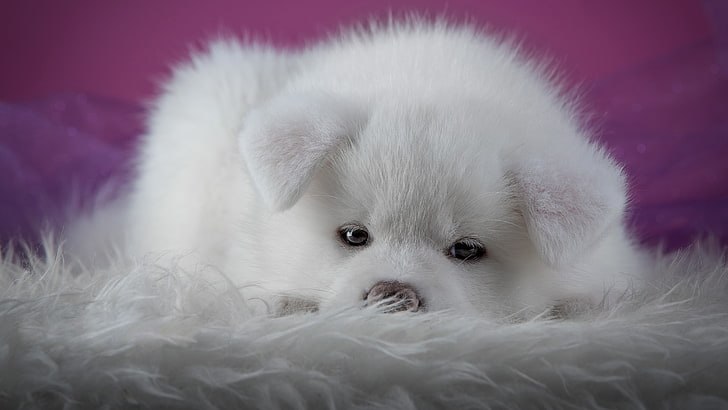 white, look, close-up, background, pink, dog, puppy, lies, fur, spout, face, photoshoot, Akita inu, Akita, HD wallpaper