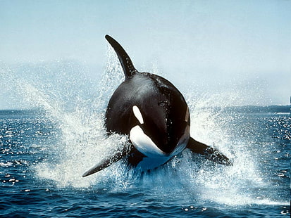 Baleia orca, HD papel de parede HD wallpaper