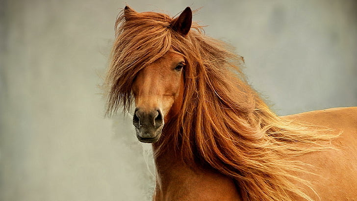cavallo, criniera, bellissimo cavallo rosso, Sfondo HD